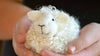 Bear Creek Needlefelting White Sheep Needle Felting Kit